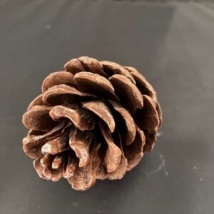 KOTTE HALAPENSIS 10KG