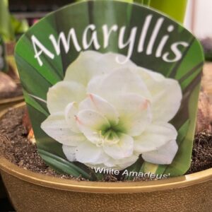 AMARYLLIS VIT JUMBO GULD K:14CM x8