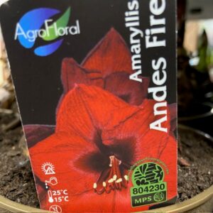 AMARYLLIS ANDES FEVER/FIRE M-RÖD K:14CM GULD x8
