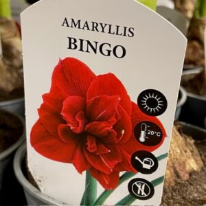 AMARYLLIS BINGO RÖD K:13CM x8