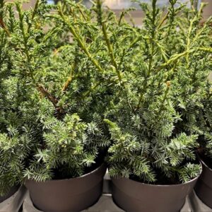 EN JUNIPERUS BLUE ALPS K:14CM x8