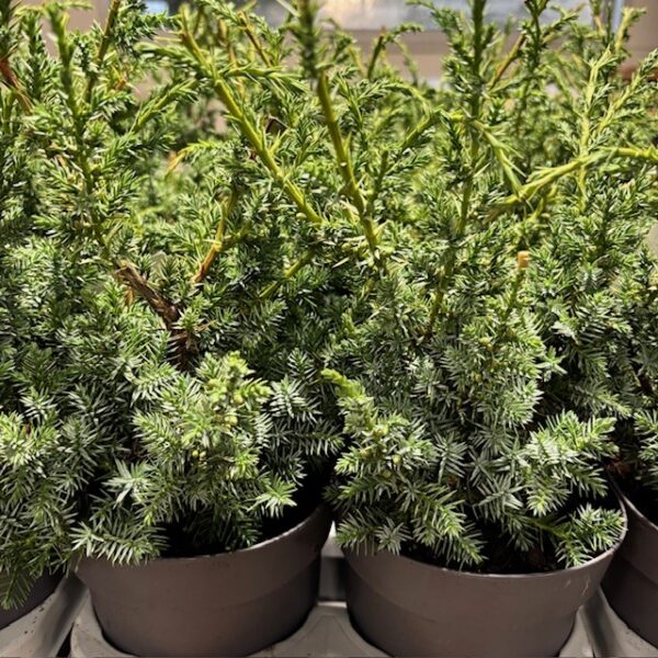EN JUNIPERUS BLUE ALPS K:14CM x8