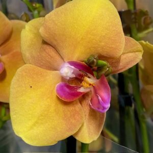 PHALAENOPSIS 2-STJ BUDDHA GULORANGE x4