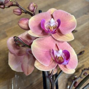 PHALAENOPSIS 2-STJ FELICJA APRIKOS x4
