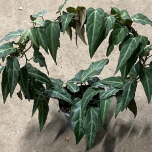 PARTHENOCICCUS AMAZONICA BÅGE K:17CM x4