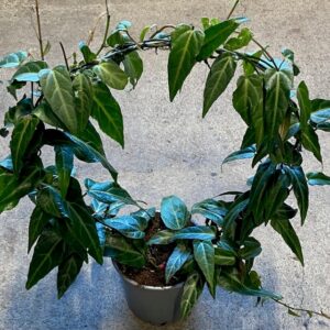 PARTHENOCICCUS AMAZONICA BÅGE K:14CM x6