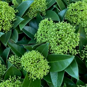 SKIMMIA KRUKA WHITE GLOBE K:10CM x11