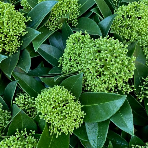 SKIMMIA KRUKA WHITE GLOBE K:10CM x11