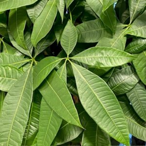PACHIRA FLÄTAD STAM H:130-150CM