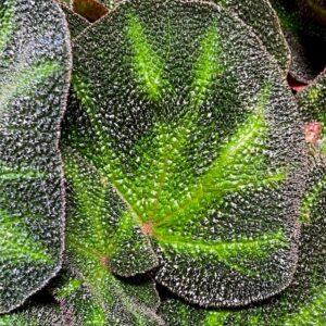 BEGONIA HYBRID DECORA K:12CM x8