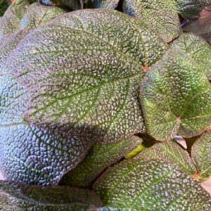 BEGONIA HYBRID BROWN FOREST K:12CM x4