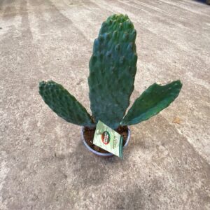 OPUNTIA CONSOLEA K:12CM x6
