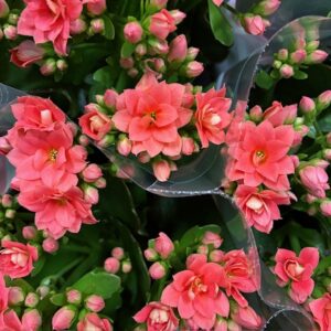 KALANDIVA MINI SIGRID APRIKOS/ROSA x12