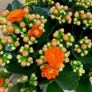 KALANDIVA STINNA ORANGE K:13CM x6