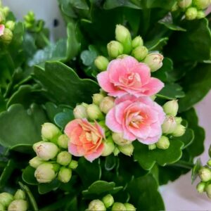 KALANDIVA HARLOW ROSA K:13CM x6