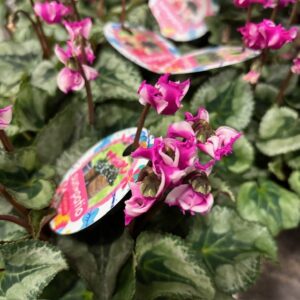 CYKLAMEN ORIGAMI ROSA K:12CM x6