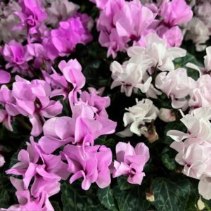 CYKLAMEN MIDI PETIT MOULIN K:10,5CM x10