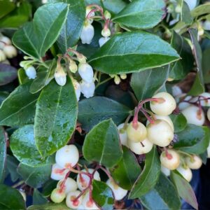 GAULTHERIA VITA BÄR K:11CM x10