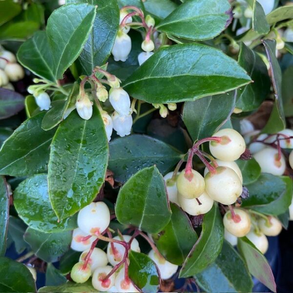 GAULTHERIA VITA BÄR K:11CM x10
