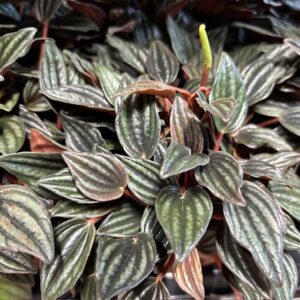 PEPEROMIA CAPERATA LIMA K:12CM x10