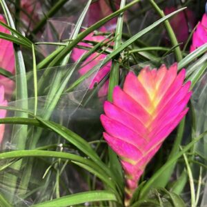 TILLANDSIA CYANEA CHERRY K:9CM x12