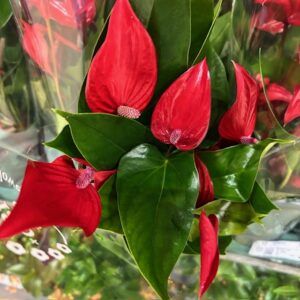 ANTHURIUM BANDEROLA LAVA K:12CM x10