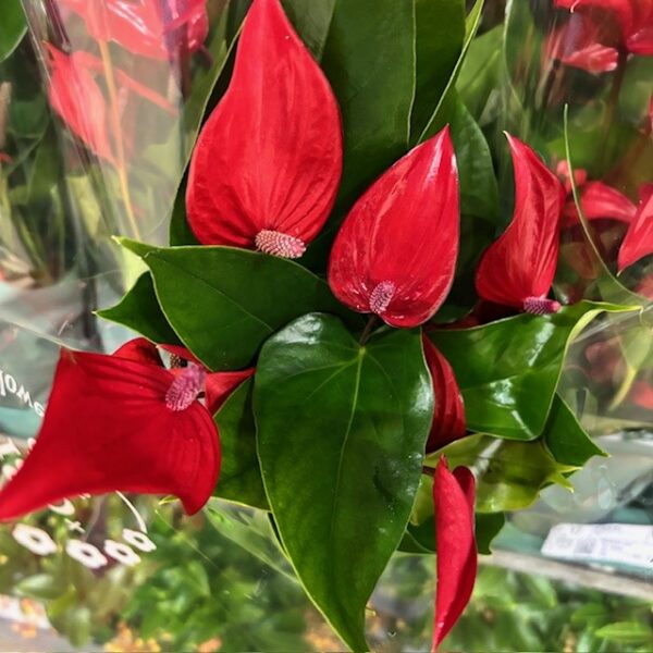 ANTHURIUM BANDEROLA LAVA K:12CM x10