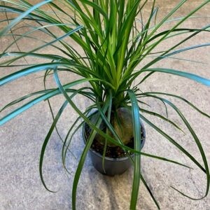 BEAUCARNEA STOR KNÖL K:17CM H:50-60CM x6