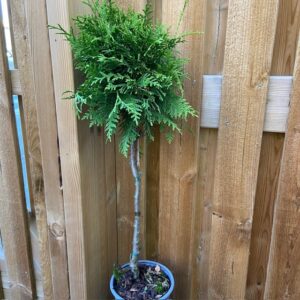 EN CONIFER STAM MIX K:15CM x6