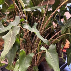 ALOCASIA ZEBRINA SIBERIAN K:17CM x6