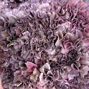 NEJLIKA OPIUM THRILL