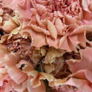 NEJLIKA PETRA SMUTSROSA