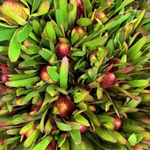 LEUCANDRON AYOBA CHERRY PEARL