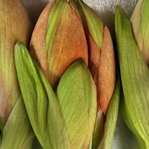 AMARYLLIS SNITT NARANJA APRIKOS/ORANGE X12