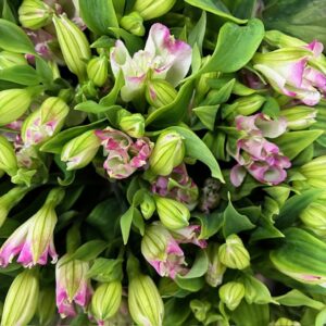 ALSTROMERIA CHARMELIA JOY RIDE ROSA