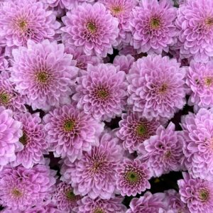 SANTINI MILLER PEARL SWEET ROSA