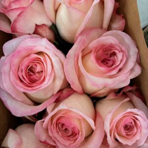 ROS JOYCE UHURU ROSA 60CM KE