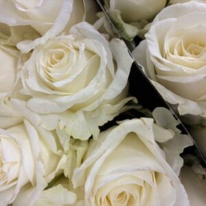 ROS NOVAVITA VIT KEN 50CM