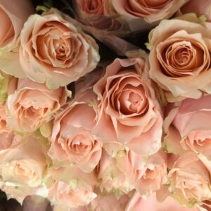 ROS 10-P HARMONY/FEMINA APRIKOS