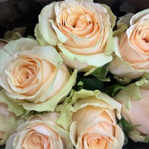 ROS 10-P BELLINI APRIKOS 40CM