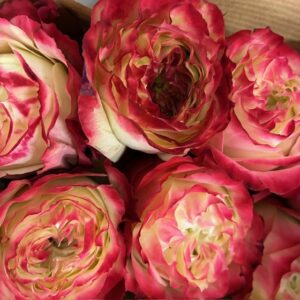 ROS APPLE JACK UHURU 60CM