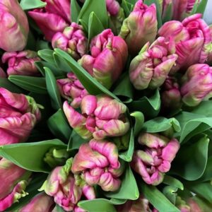 TULPAN CERISE PARROT