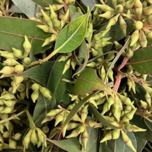 GRÖNT POPPEL ROBUSTA
