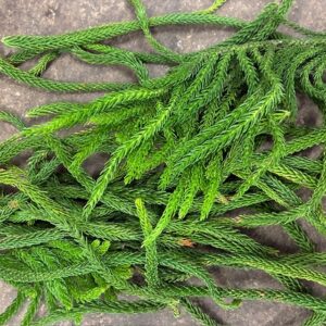 GRÖNT CONIFER ARAUCARIA BUNT