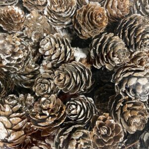 AL 14547 KOTTE LÄRK 3-P VIT TOPP M.TRÅD x100