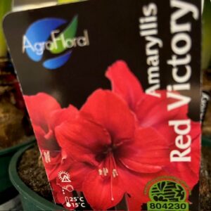 AMARYLLIS RED VICTORY RÖD K:13CM x8