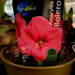 AMARYLLIS BOLERO ROSA JUMBO GULD x8
