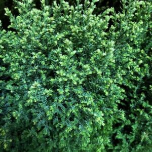 EN ELWOODII SNOW WHITE K:13CM x8