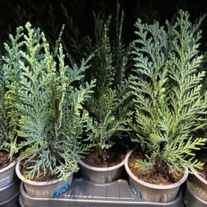 EN CHAMAECYPARIS COLUMNARI K:9CM x18