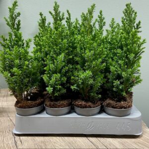 EN ELLGRANDII MINI x20